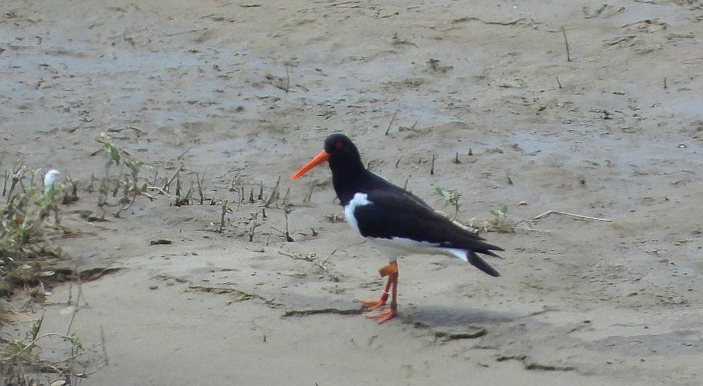 Ostrygojad (Haematopus ostralegus)