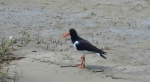 Ostrygojad (Haematopus ostralegus)