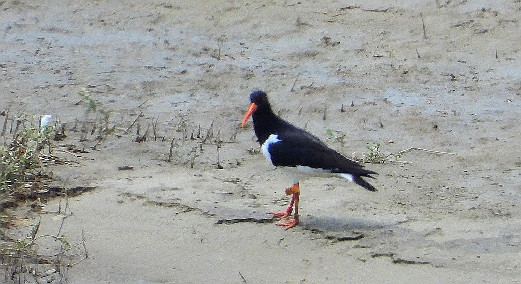 Ostrygojad (Haematopus ostralegus)