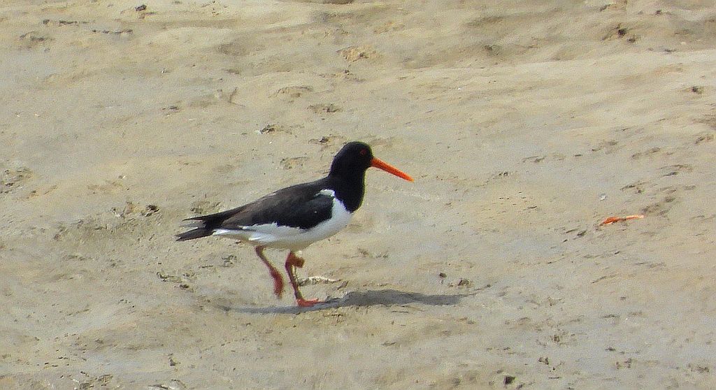 Ostrygojad (Haematopus ostralegus)