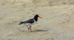 Ostrygojad (Haematopus ostralegus)