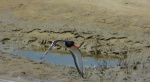 Ostrygojad (Haematopus ostralegus)