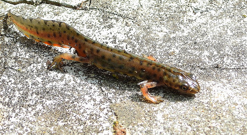 Traszka zwyczajna (Lissotriton vulgaris)