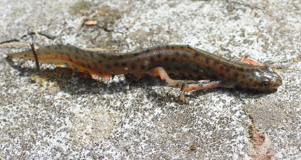 Traszka zwyczajna (Lissotriton vulgaris)
