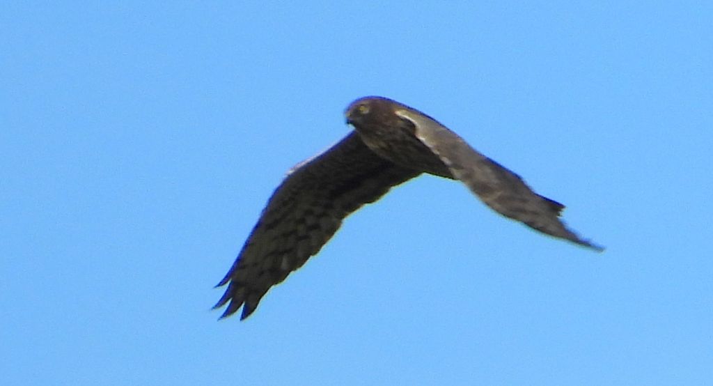 Błotniak łąkowy, błotniak popielaty (Circus pygargus)