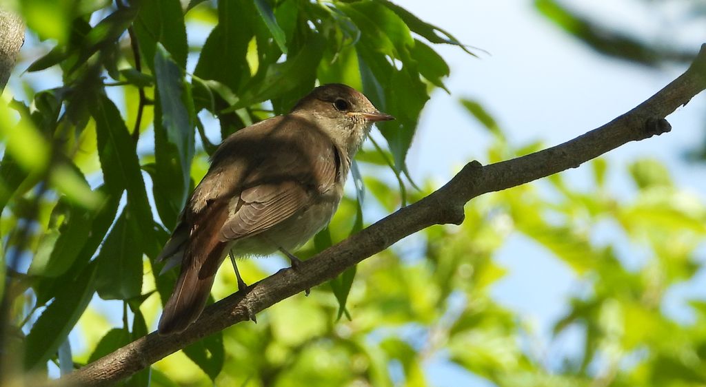 Słowik szary, bekwarek (Luscinia luscinia)