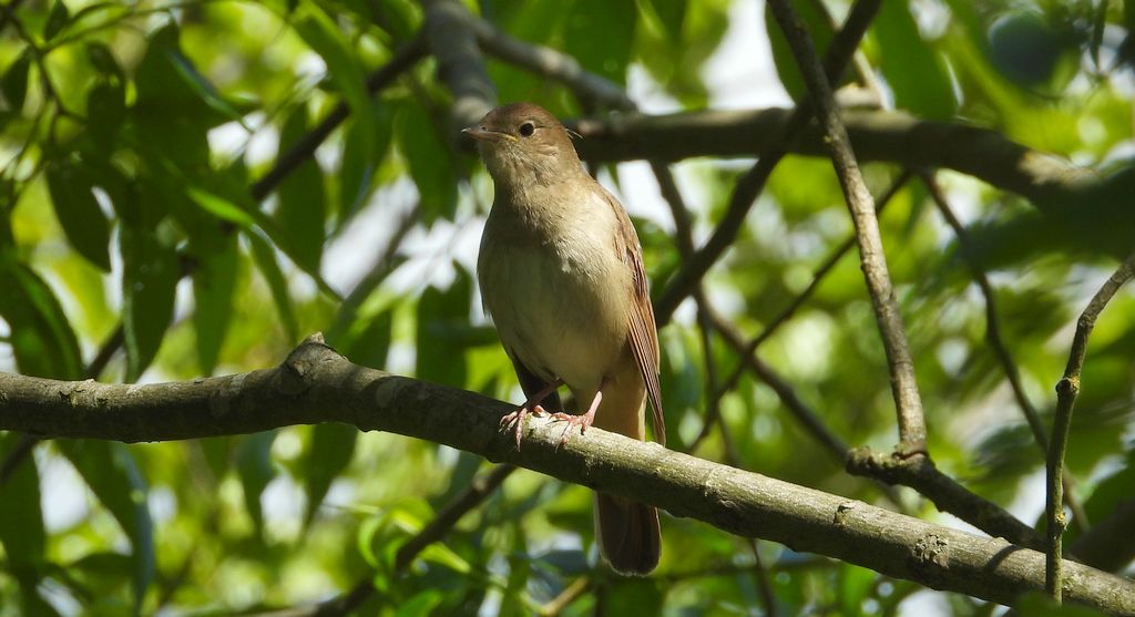 Słowik szary, bekwarek (Luscinia luscinia)