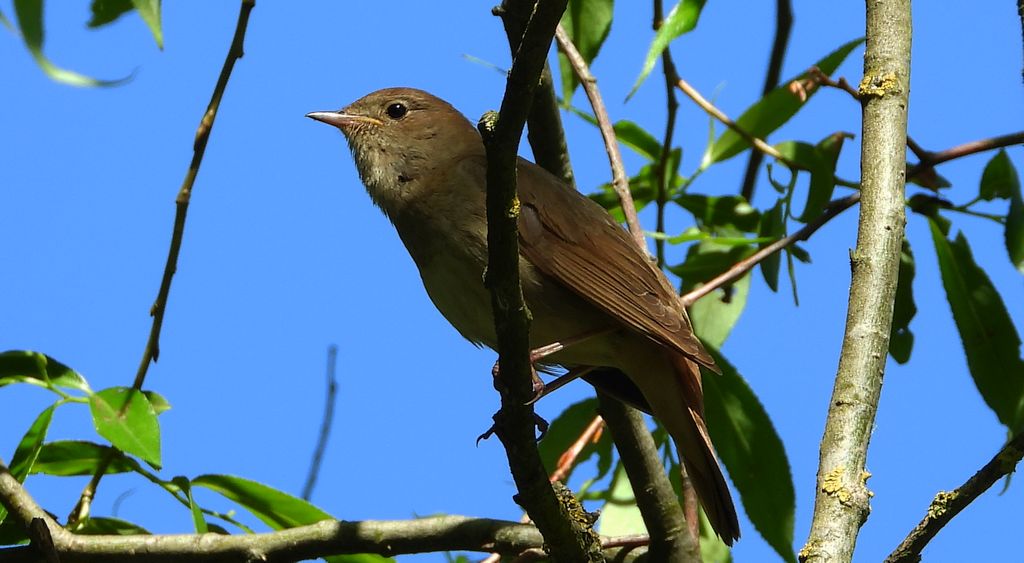 Słowik szary, bekwarek (Luscinia luscinia)