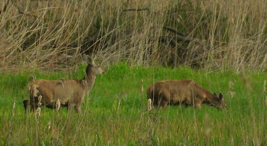 Jeleń szlachetny, jeleń (Cervus elaphus)