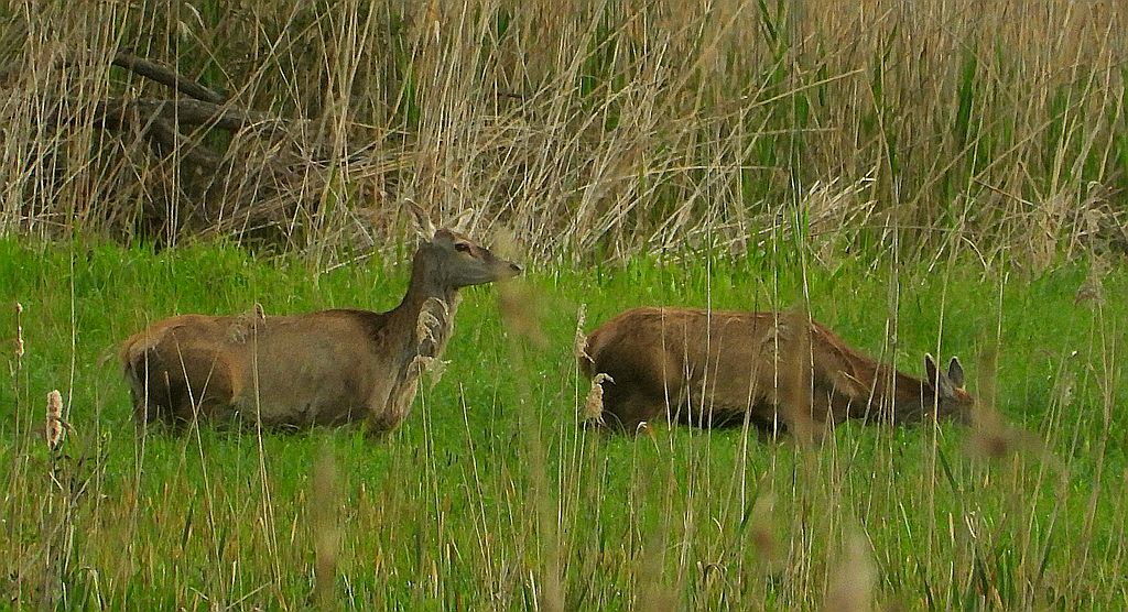 Jeleń szlachetny, jeleń (Cervus elaphus)