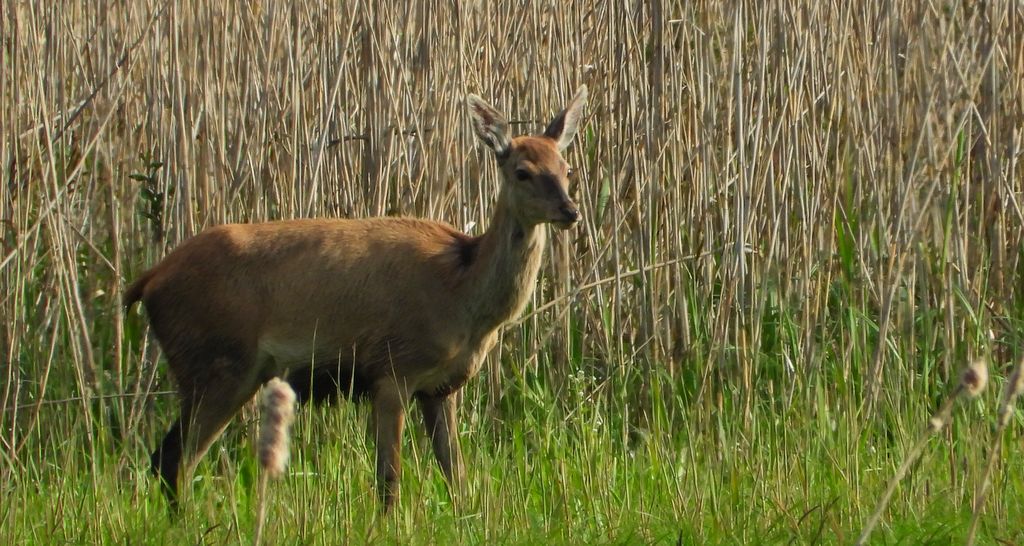 Jeleń szlachetny, jeleń (Cervus elaphus)