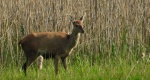 Jeleń szlachetny, jeleń (Cervus elaphus)