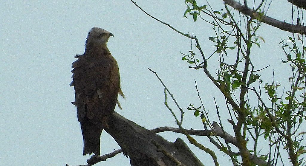 Kania czarna, kania brunatna (Milvus migrans)