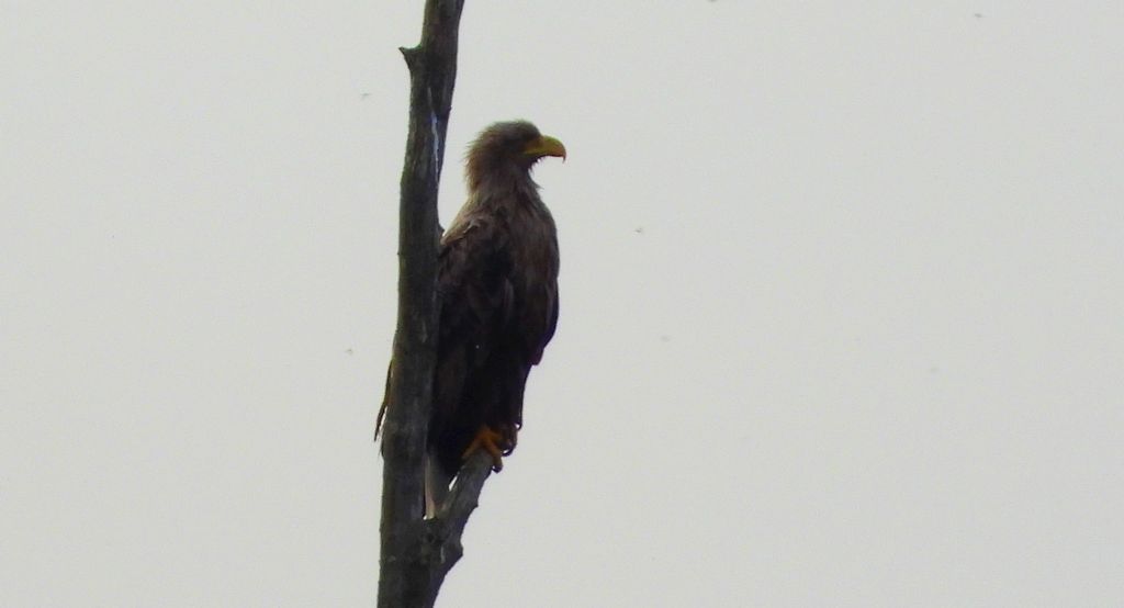 Bielik zwyczajny, bielik, orzeł bielik, birkut (Haliaeetus albicilla)
