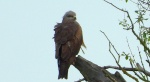 Kania czarna, kania brunatna (Milvus migrans)