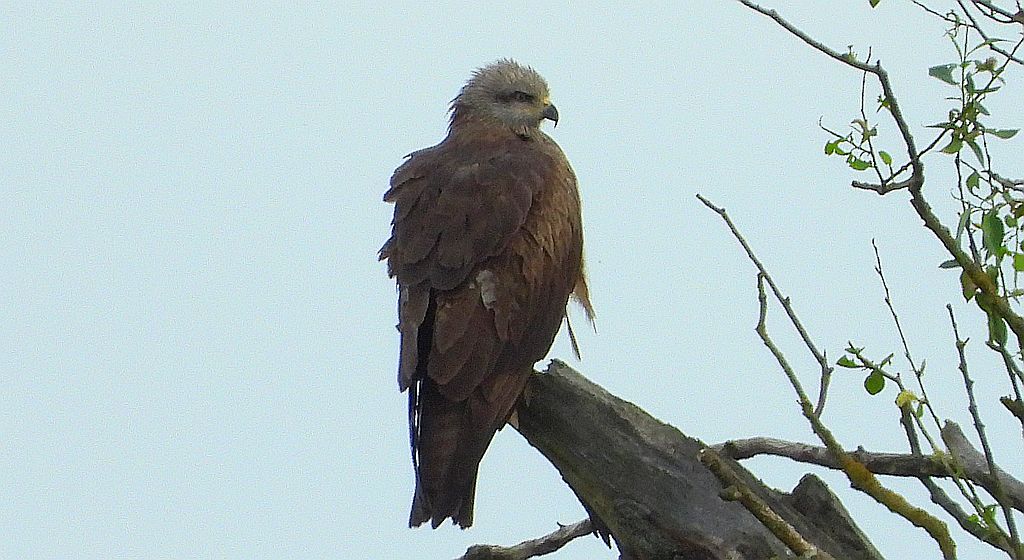 Kania czarna, kania brunatna (Milvus migrans)
