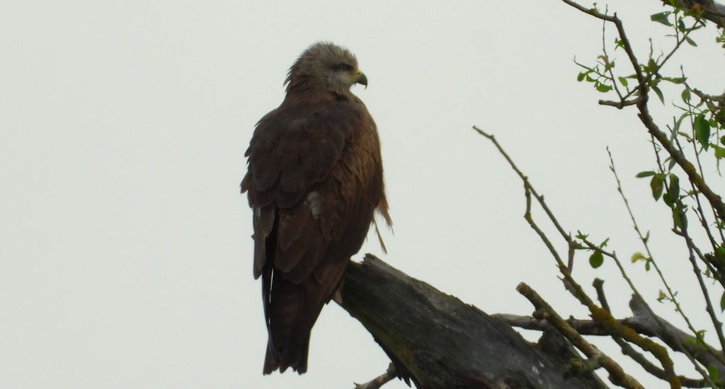 Kania czarna, kania brunatna (Milvus migrans)