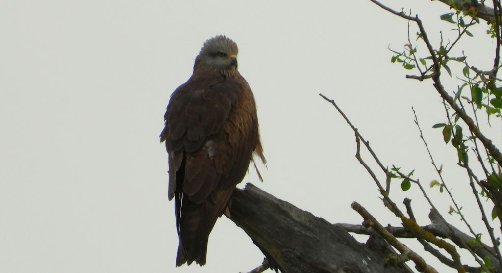 Kania czarna, kania brunatna (Milvus migrans)