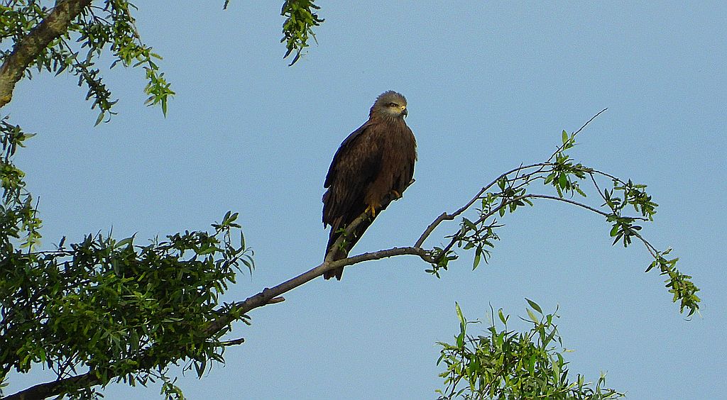 Kania czarna, kania brunatna (Milvus migrans)