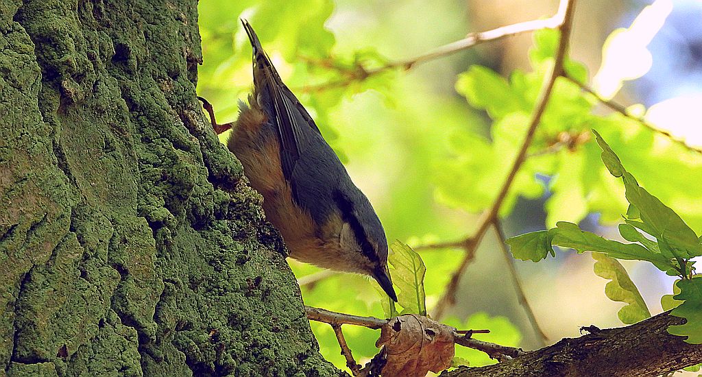 Kowalik, bargiel (Sitta europaea)