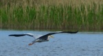 Czapla siwa (Ardea cinerea)