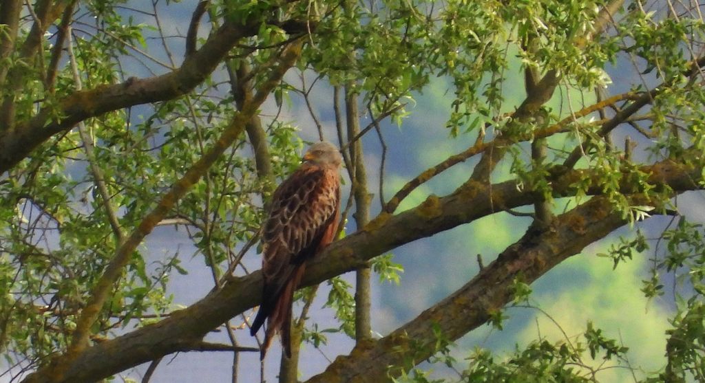 Kania ruda, kania rdzawa (Milvus milvus)