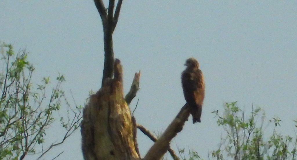Kania czarna, kania brunatna (Milvus migrans)