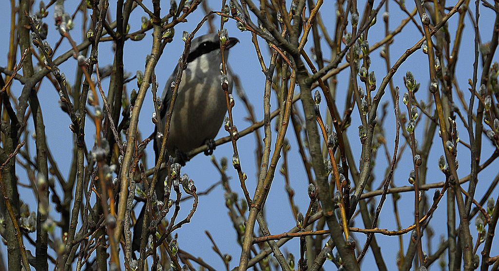 Srokosz, dzierzba srokosz (Lanius excubitor)