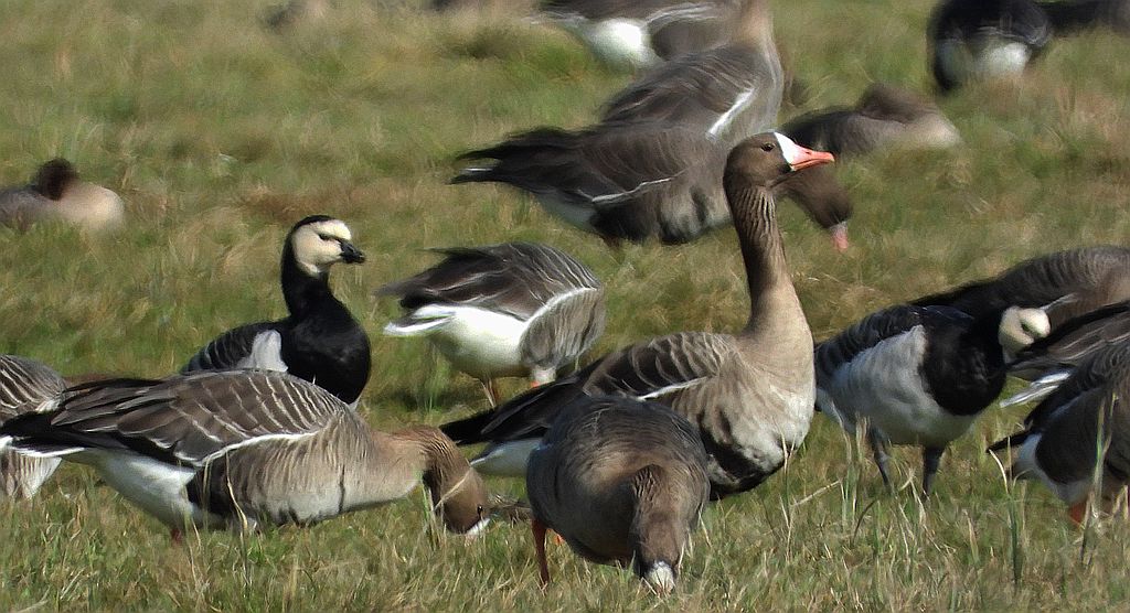 Gęś białoczelna, gęś białoczółka (Anser albifrons) i bernikla białolica (Branta leucopsis)