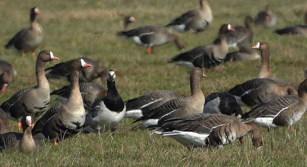 Gęś białoczelna, gęś białoczółka (Anser albifrons) i bernikla białolica (Branta leucopsis)