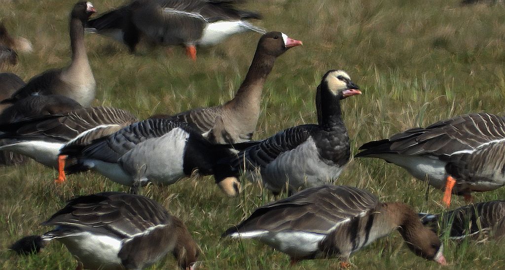 Gęś białoczelna, gęś białoczółka (Anser albifrons) i bernikla białolica (Branta leucopsis)