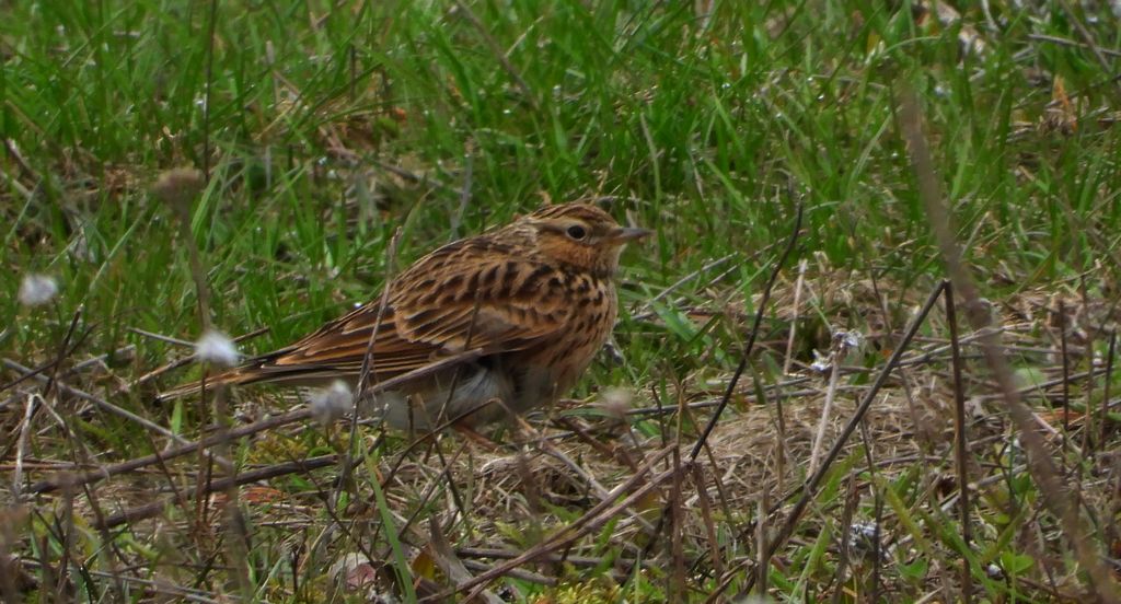 Skowronek, skowronek polny, rolak (Alauda arvensis)