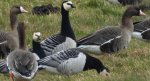 Gęś białoczelna, gęś białoczółka (Anser albifrons) i bernikla białolica (Branta leucopsis)