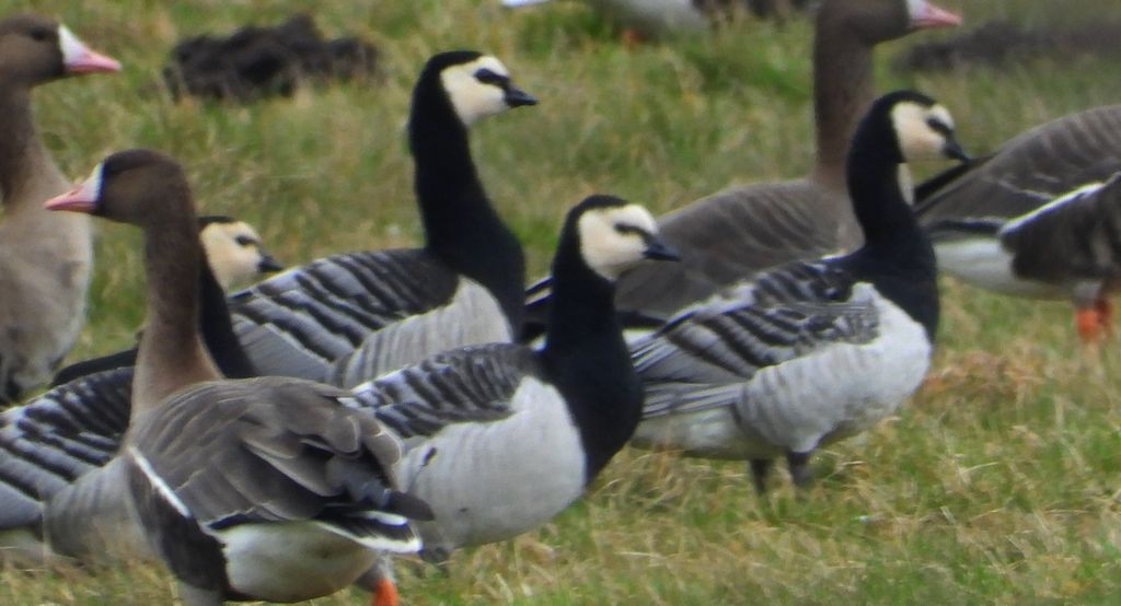 Gęś białoczelna, gęś białoczółka (Anser albifrons) i bernikla białolica (Branta leucopsis)