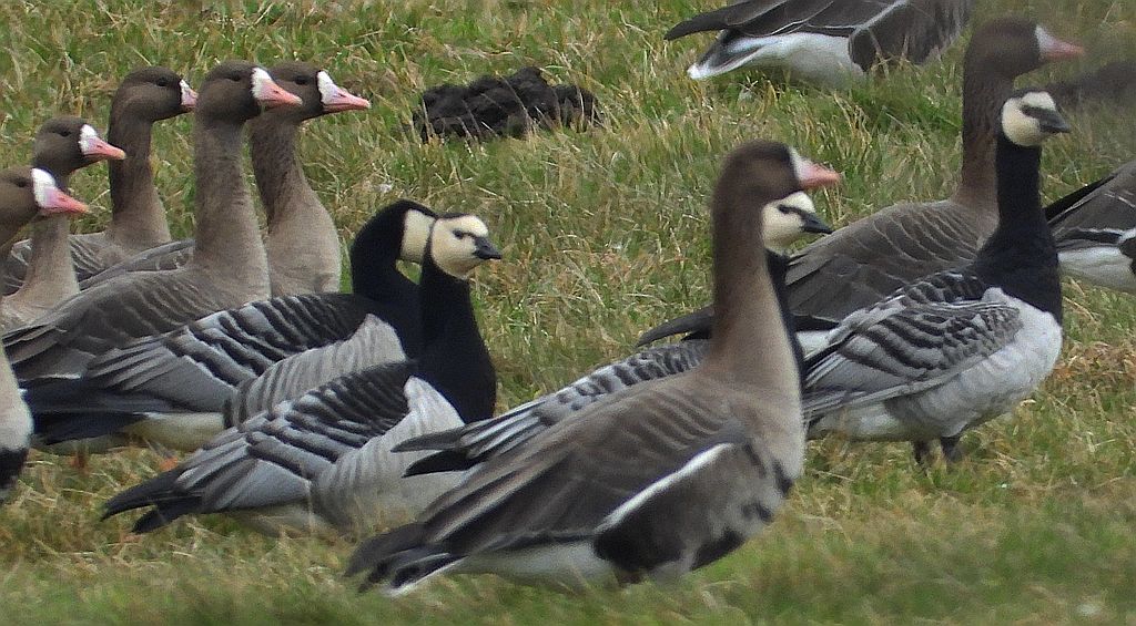 Gęś białoczelna, gęś białoczółka (Anser albifrons) i bernikla białolica (Branta leucopsis)