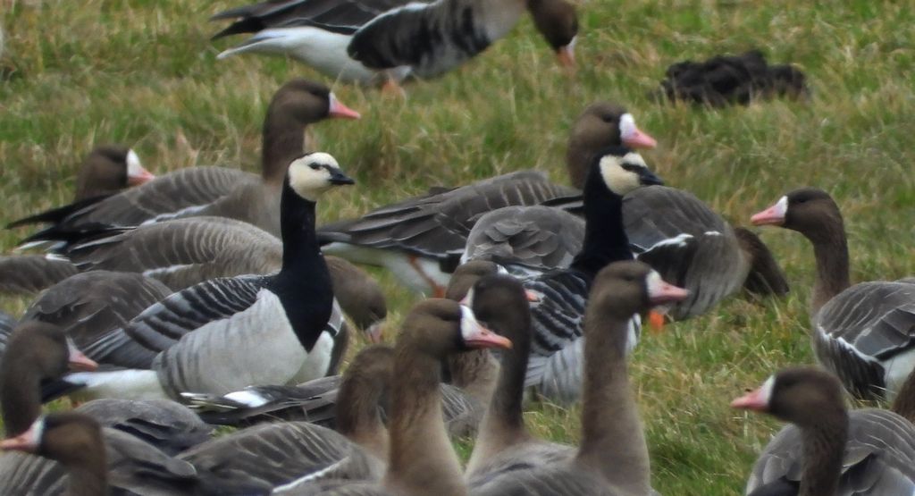Gęś białoczelna, gęś białoczółka (Anser albifrons) i bernikla białolica (Branta leucopsis)