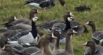 Gęś białoczelna, gęś białoczółka (Anser albifrons) i bernikla białolica (Branta leucopsis)