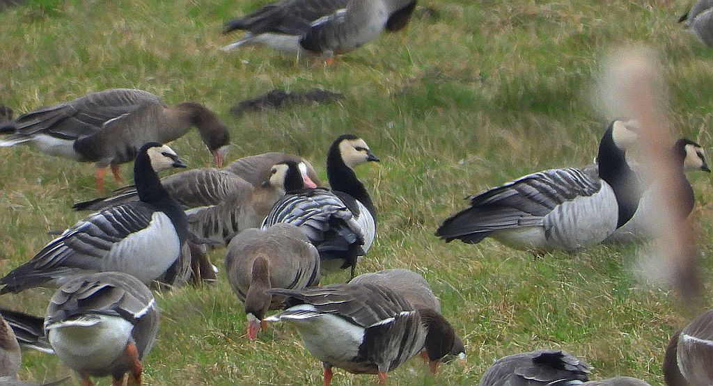 Gęś białoczelna, gęś białoczółka (Anser albifrons) i bernikla białolica (Branta leucopsis)