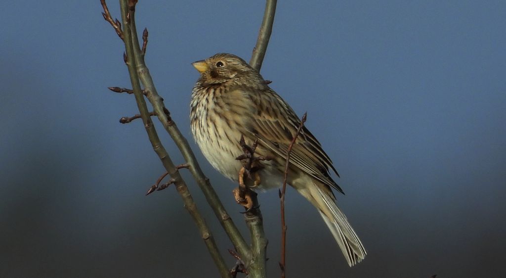 Potrzeszcz (Emberiza calandra)