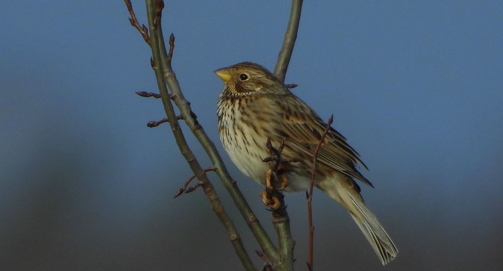 Potrzeszcz (Emberiza calandra)