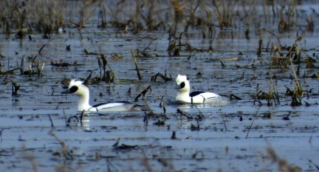 Bielaczek, tracz bielaczek (Mergellus albellus)