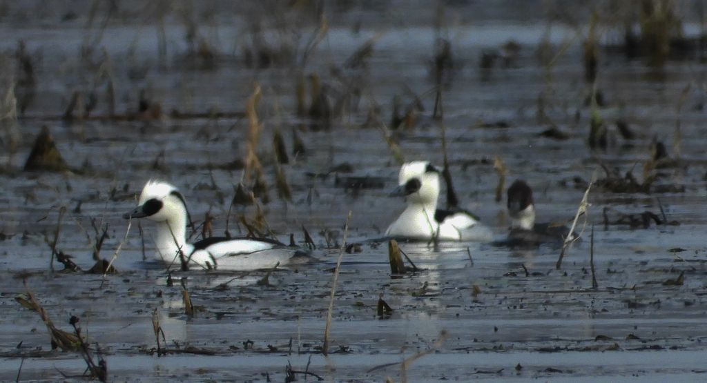 Bielaczek, tracz bielaczek (Mergellus albellus)