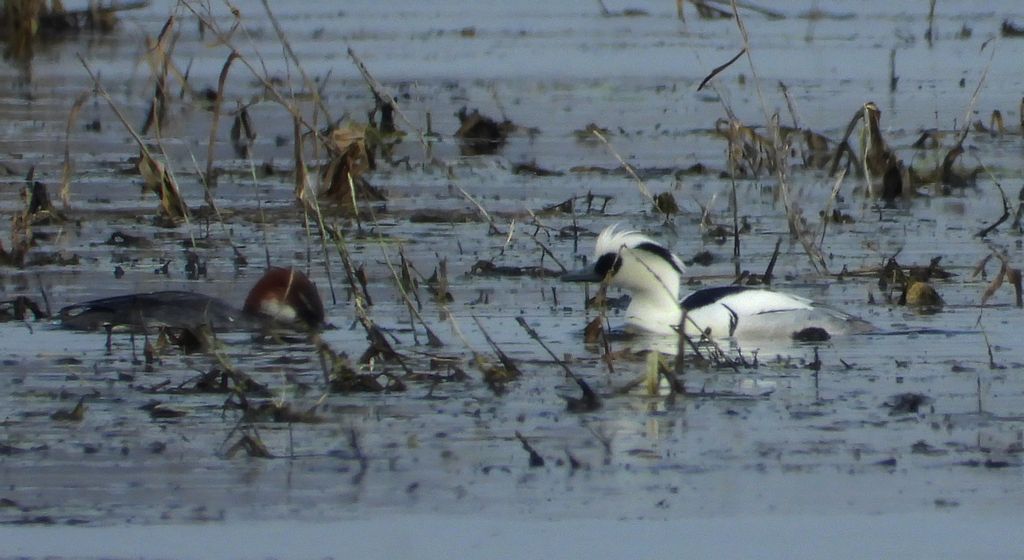 Bielaczek, tracz bielaczek (Mergellus albellus)