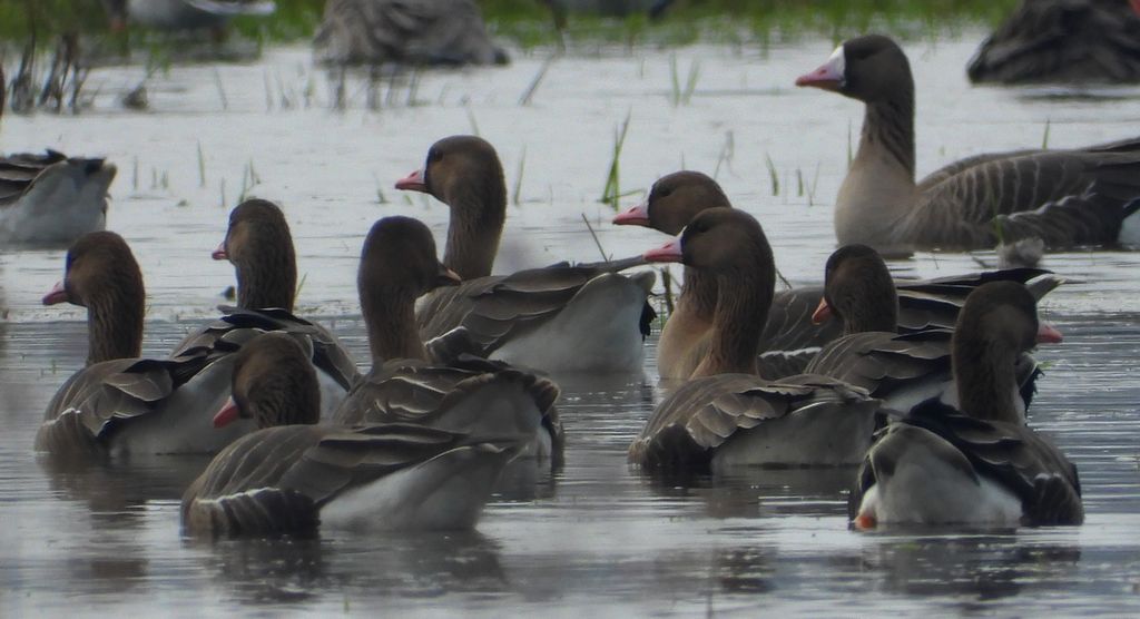 Gęś białoczelna, gęś białoczółka (Anser albifrons)