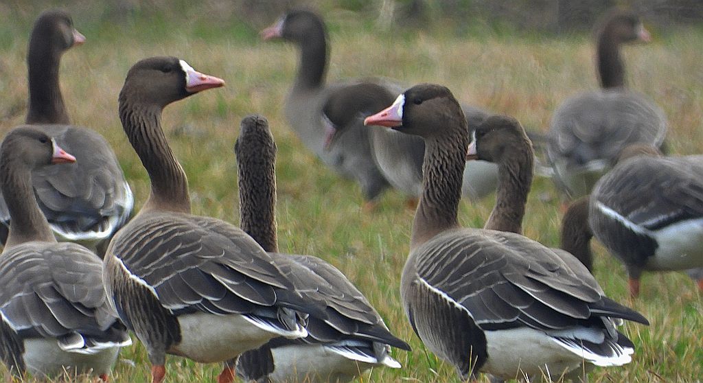 Gęś białoczelna, gęś białoczółka (Anser albifrons)