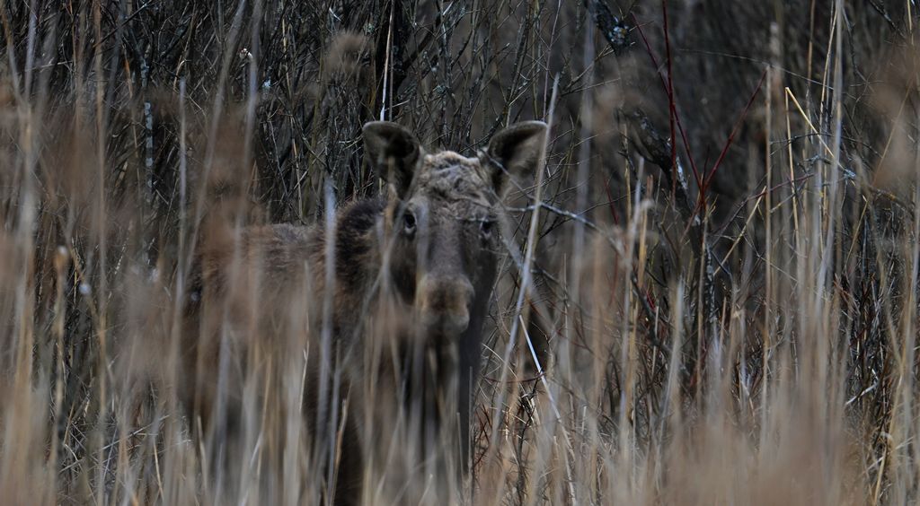 Łoś euroazjatycki, łoś (Alces alces)