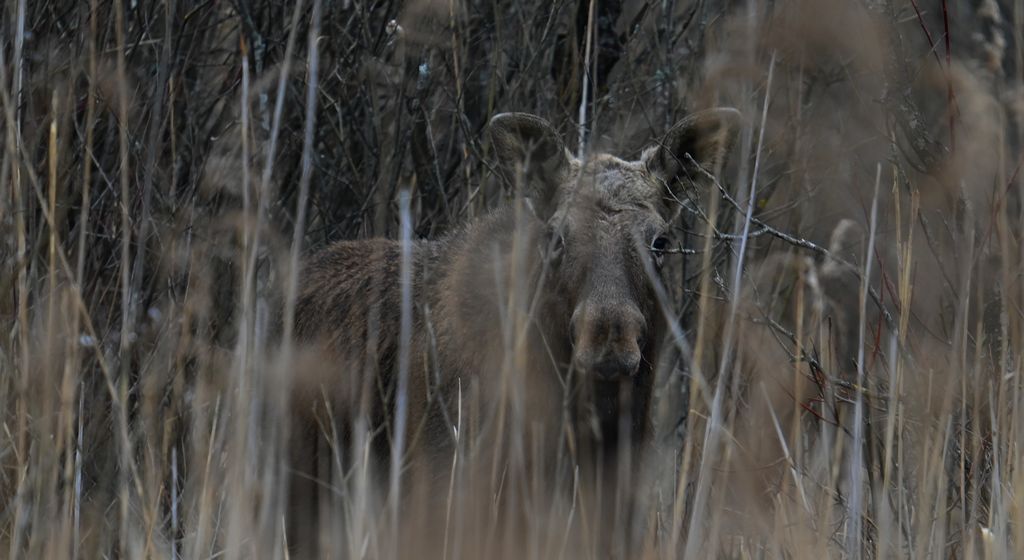 Łoś euroazjatycki, łoś (Alces alces)