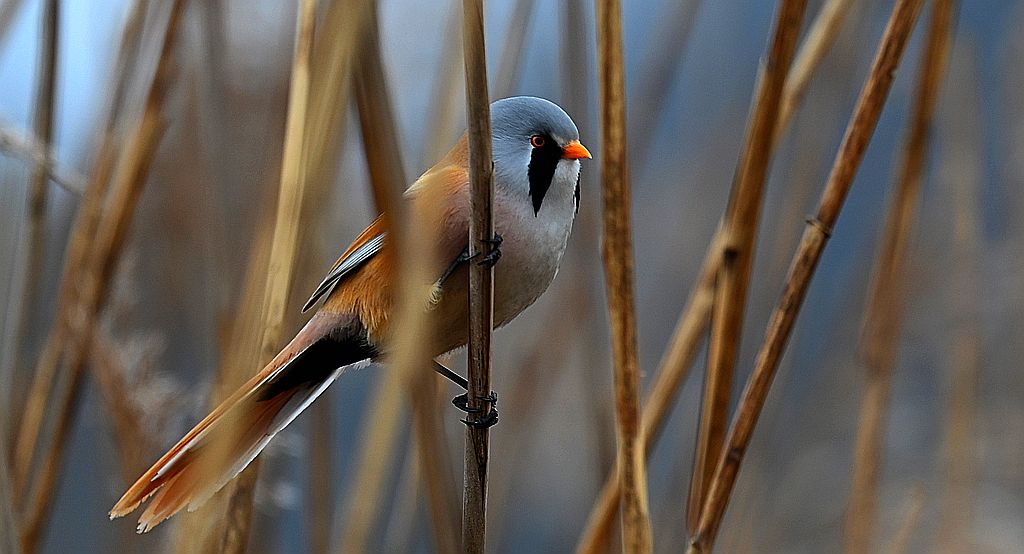 Wąsatka (Panurus biarmicus)