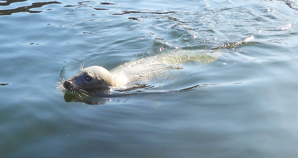 Szarytka morska, foka szara (Halichoerus grypus)