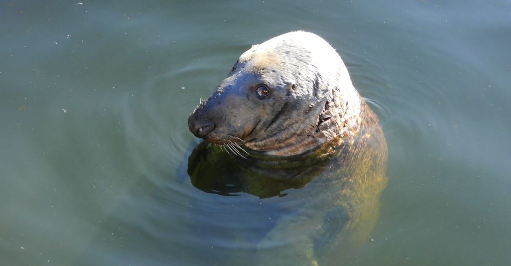 Szarytka morska, foka szara (Halichoerus grypus)